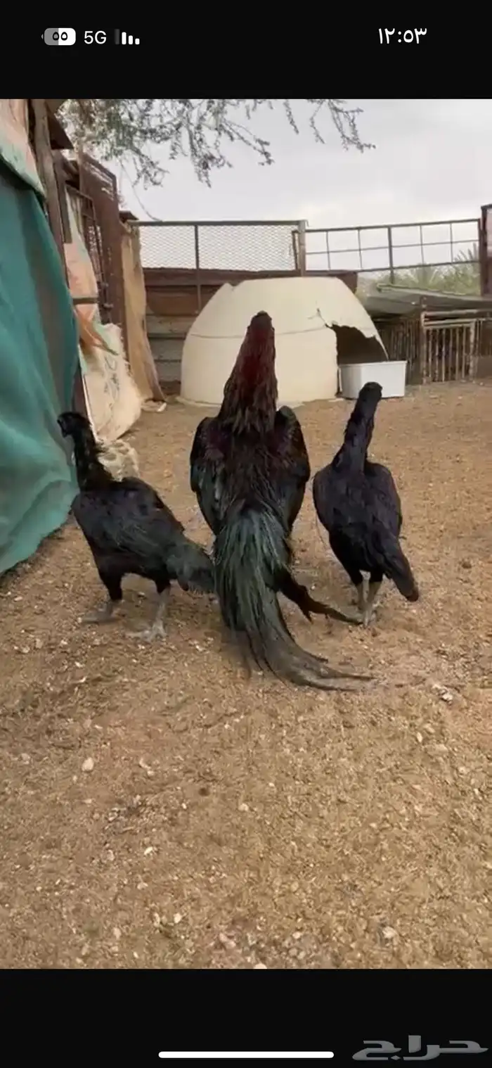 دجاج سندي دجاج تيلندي 9