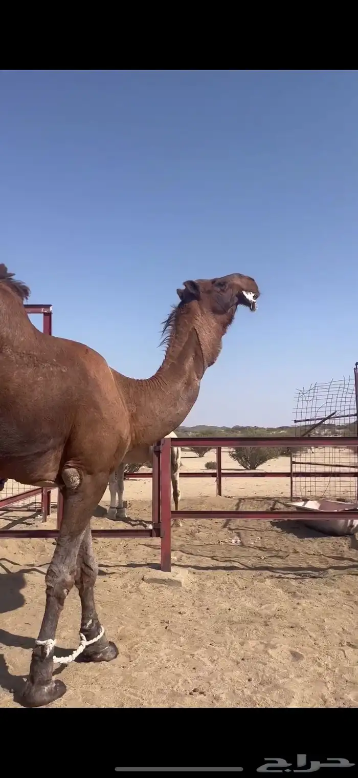 مشاء لله تبارك الرحمن بعير كناني احمر دم على جميع الشروط 0