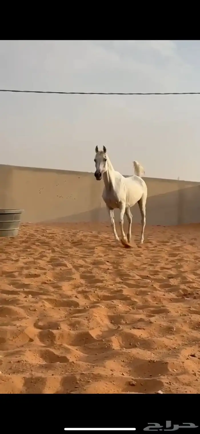 فرس كحيلة كروش لقاح   مهره 14