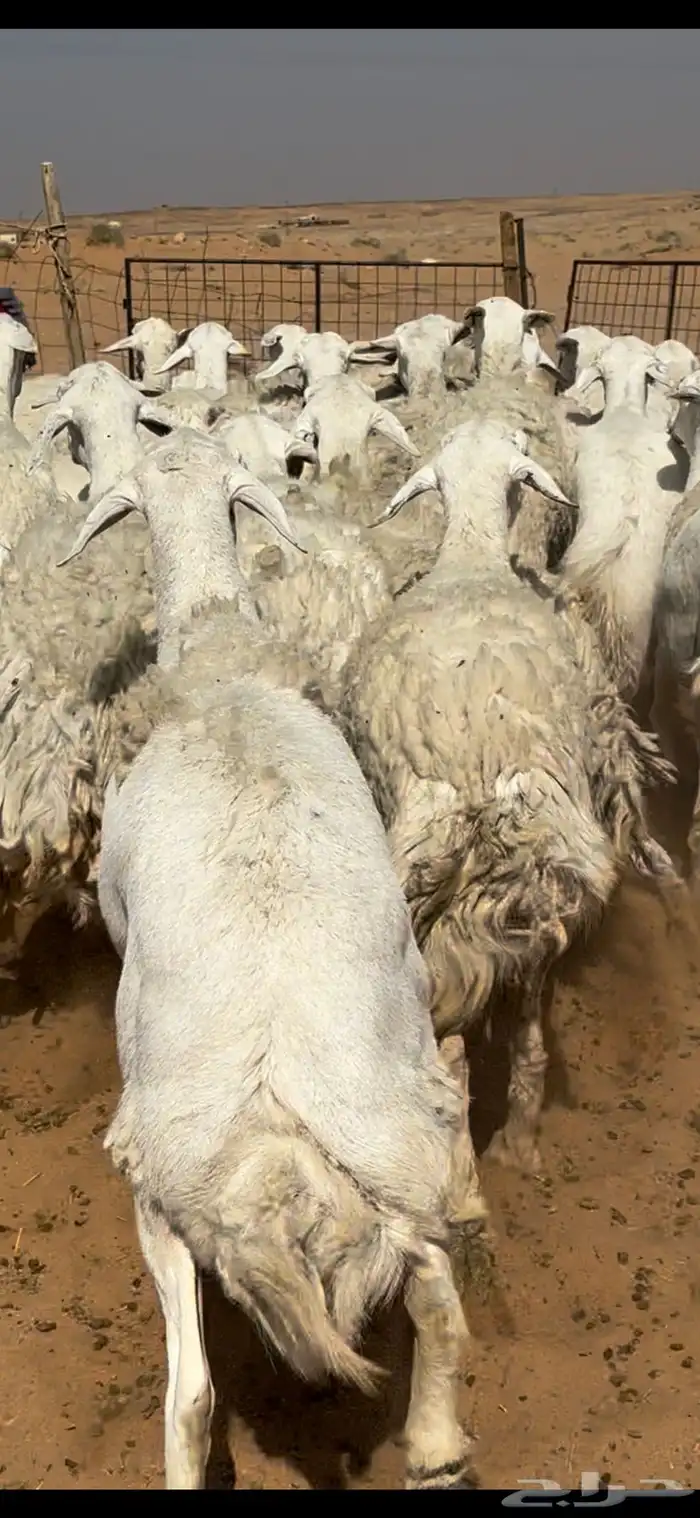 غنم حريات حرش مراح واحد وخوات بعض بفحلها 6