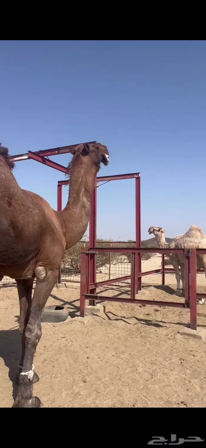 مشاء لله تبارك الرحمن بعير كناني احمر دم على جميع الشروط 1