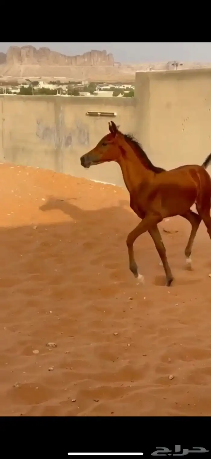 فرس كحيلة كروش لقاح   مهره 21