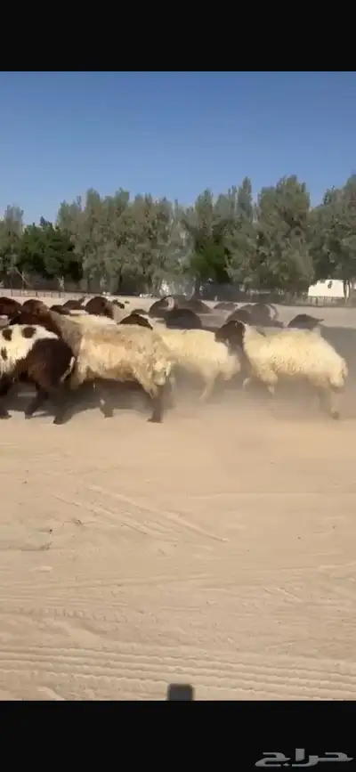 غنم نعيم صنف فاخره العدد 53 بفحلها دبس وطيبه index