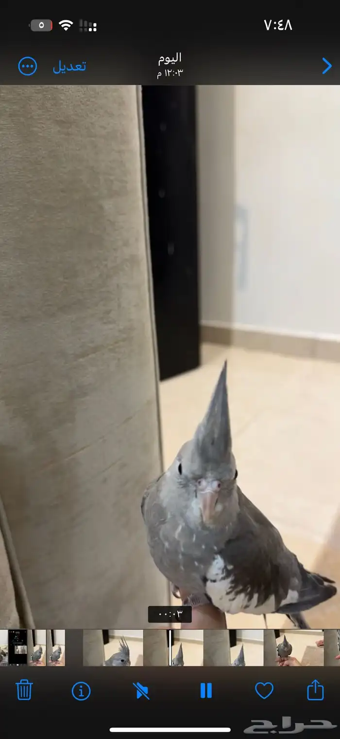 طير كروان هولندي رمادي غامق ضايع 1