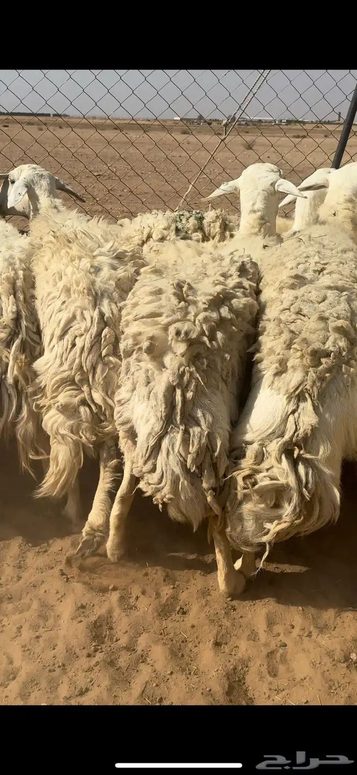 غنم حريات مراح دفيع وضريع 2