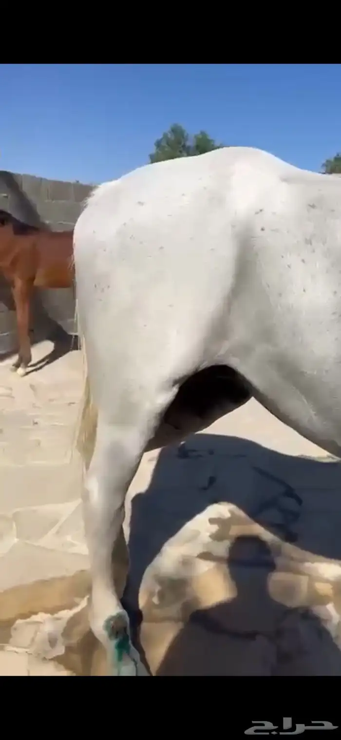 فرس كحيلة كروش لقاح   مهره 8