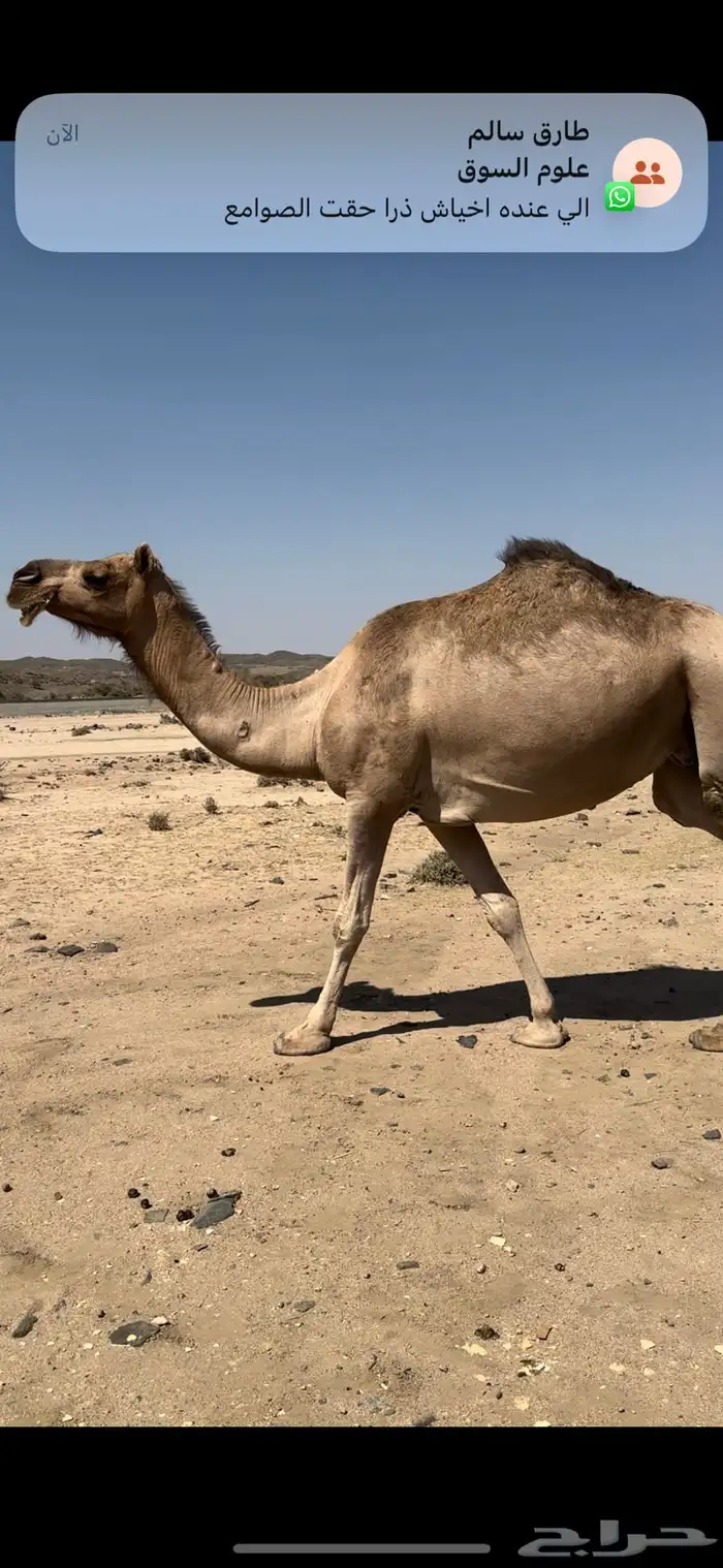 ناقه كفو لقحه في 9 شهور الحد 7500 2