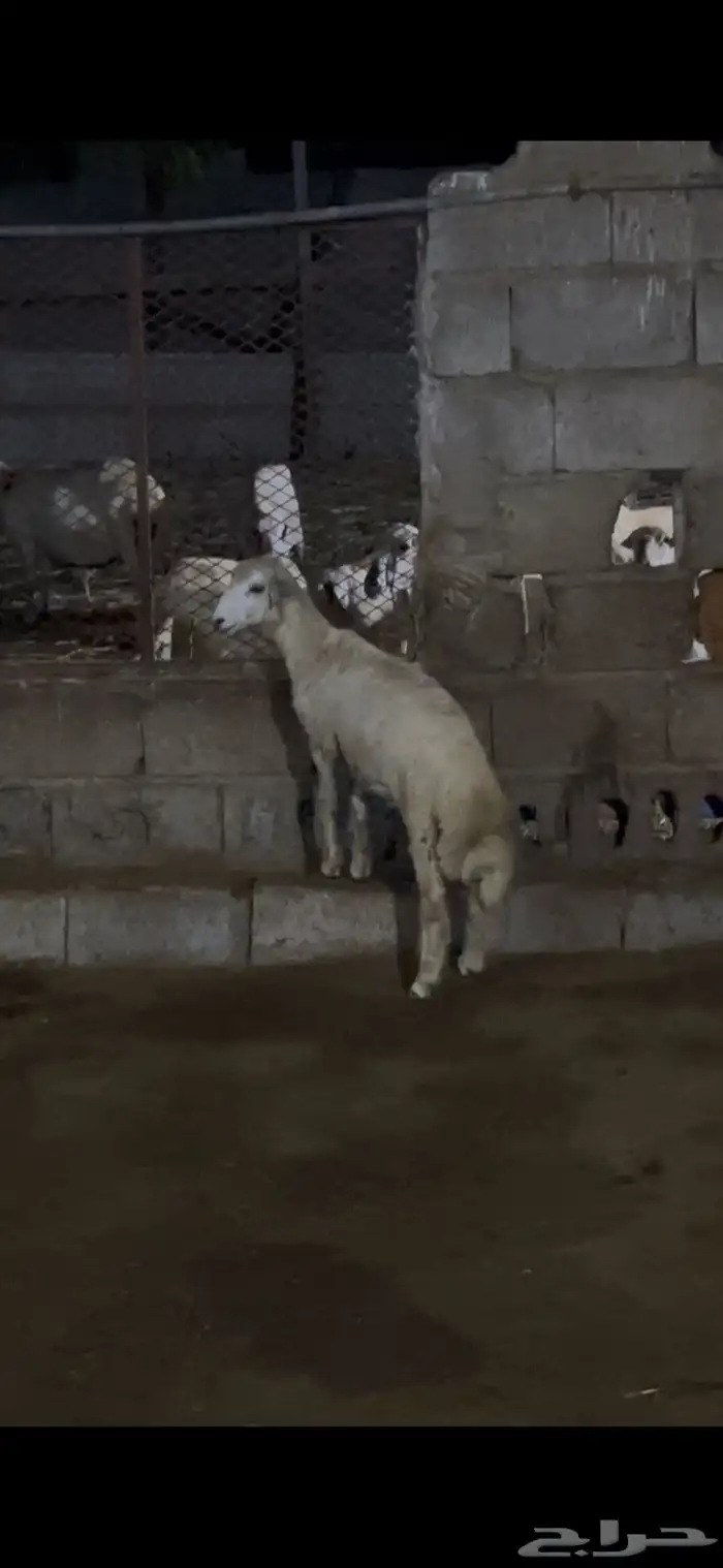 مشروع فحل حري 1