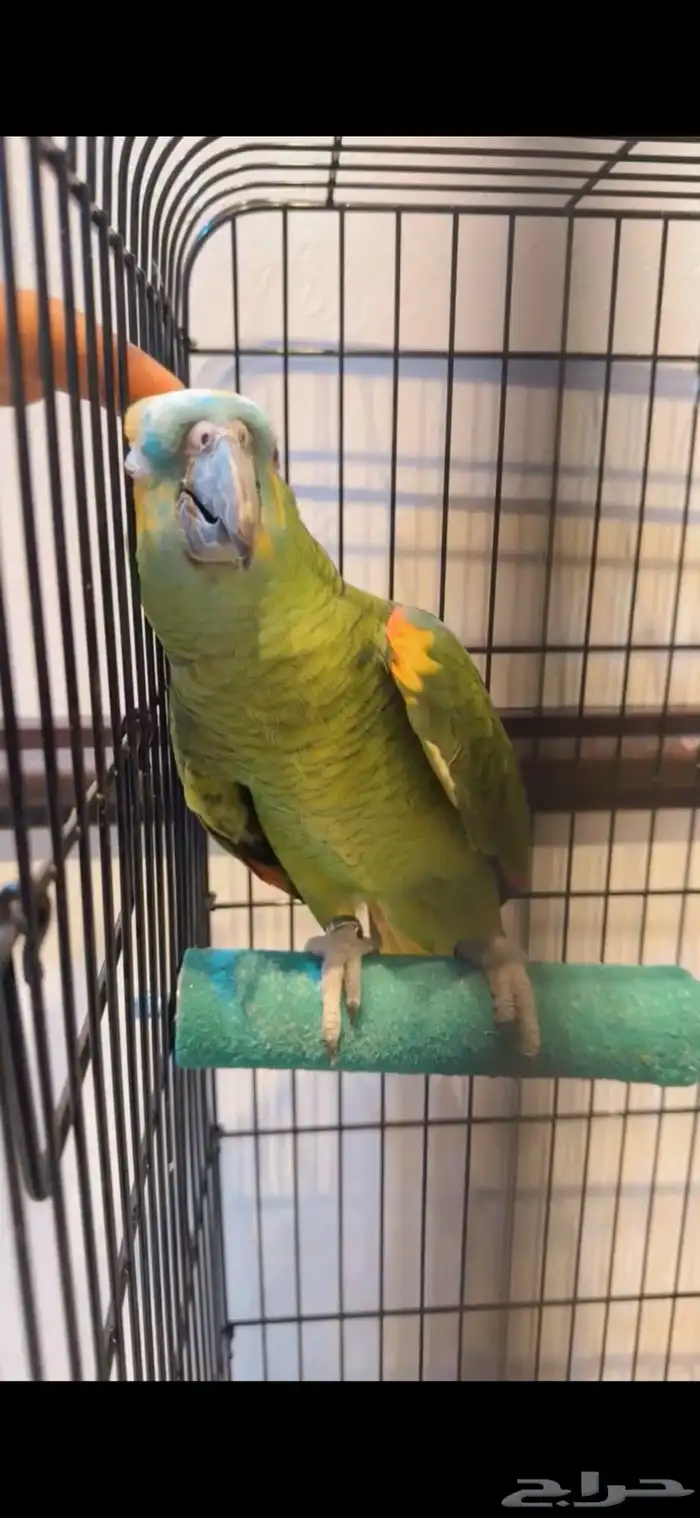 بغبغاء امازون 12