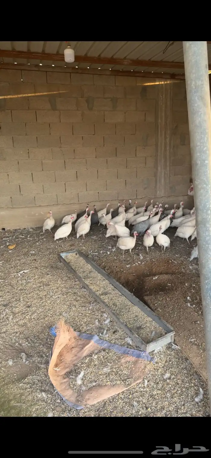 للبيع حمام و دجاج رومي و دجاج حبشي 2