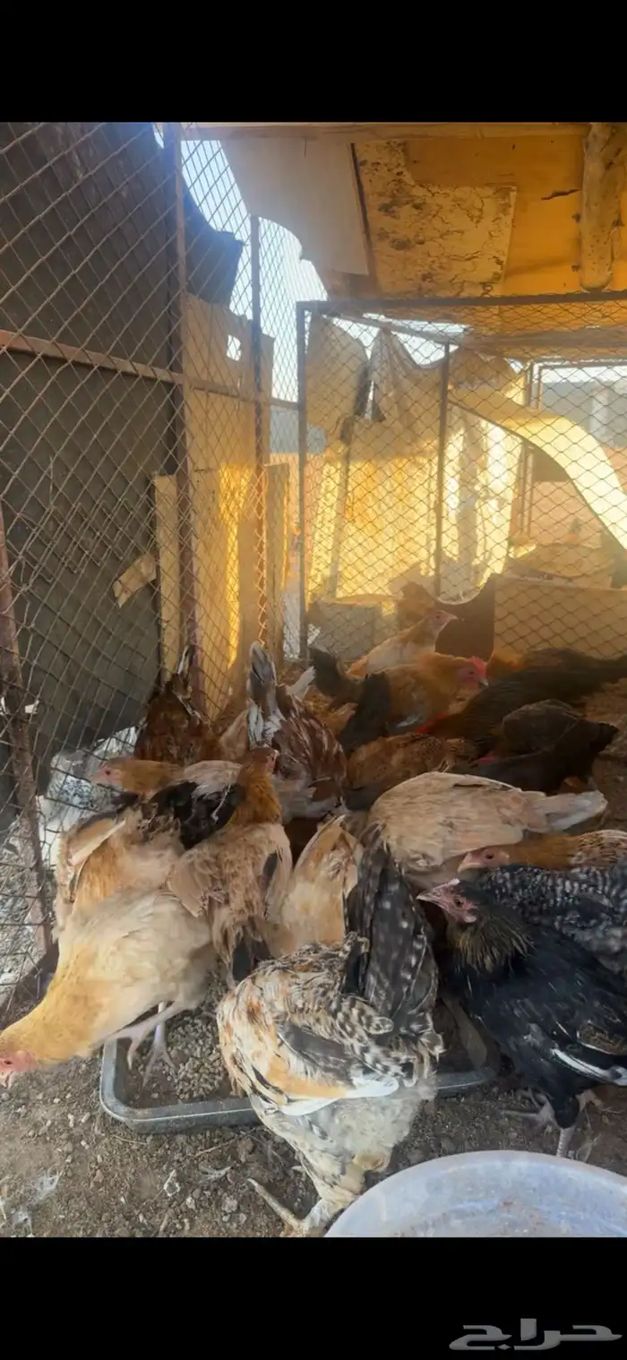 للبيع فراريج 0