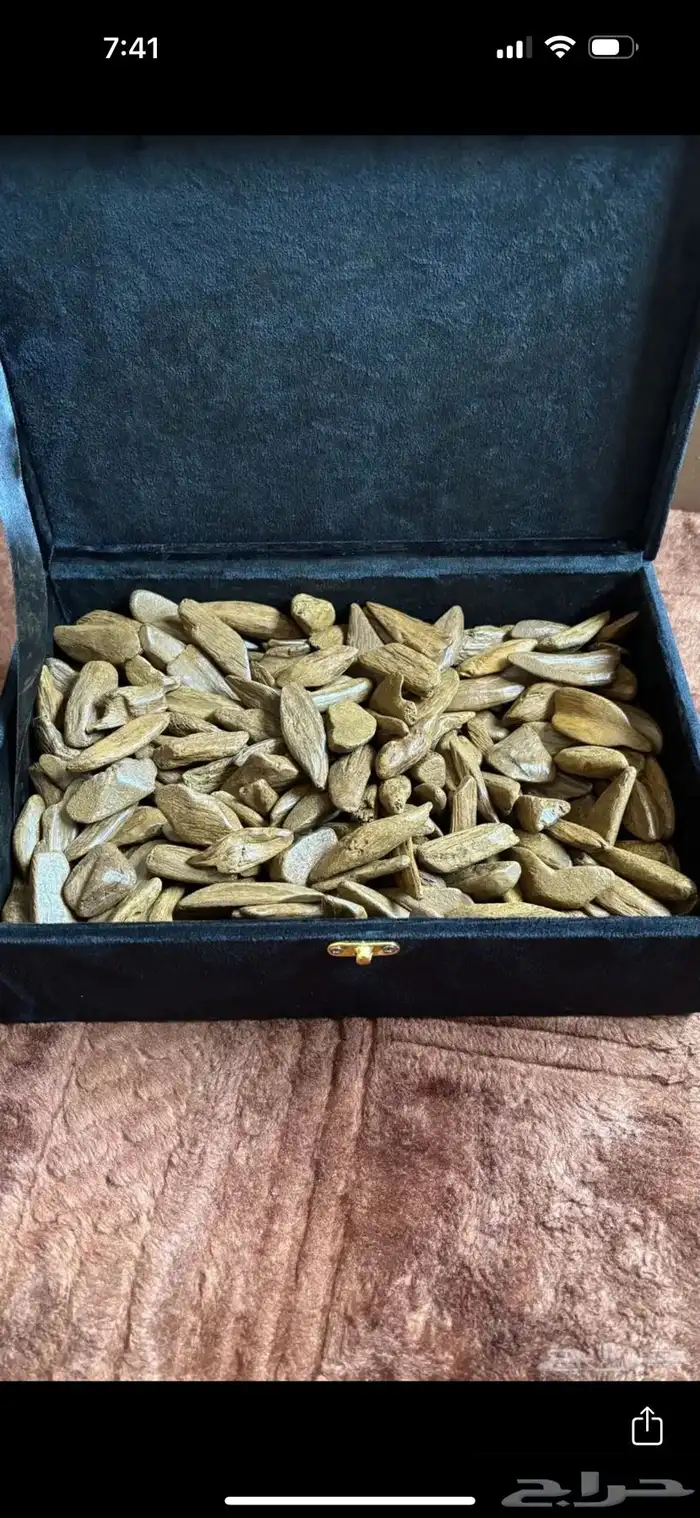 عود موروكي محسن 1