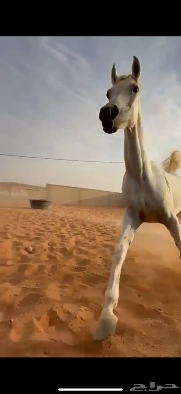 فرس كحيلة كروش لقاح   مهره 17