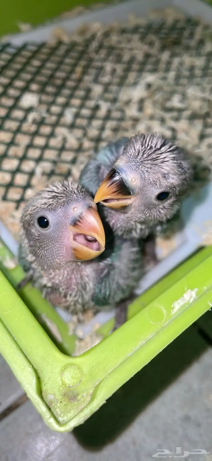 عروض على فروخ الروز 2