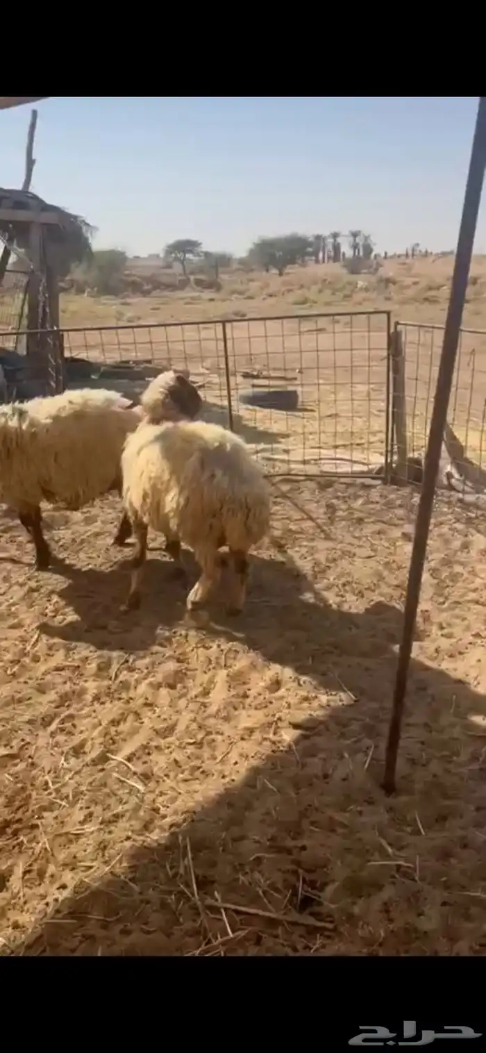 غنم نعيم متابيع العدد 30 تحتها 30 شرق الدوادمي 7