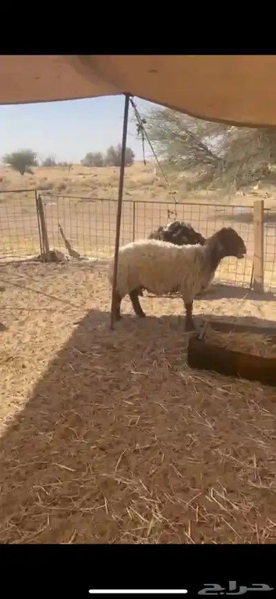 غنم نعيم متابيع العدد 30 تحتها 30 شرق الدوادمي index