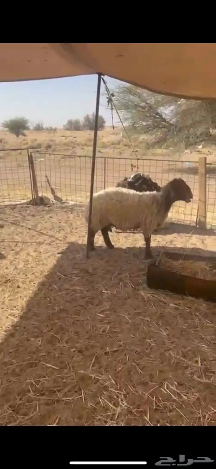 غنم نعيم متابيع العدد 30 تحتها 30 شرق الدوادمي 0