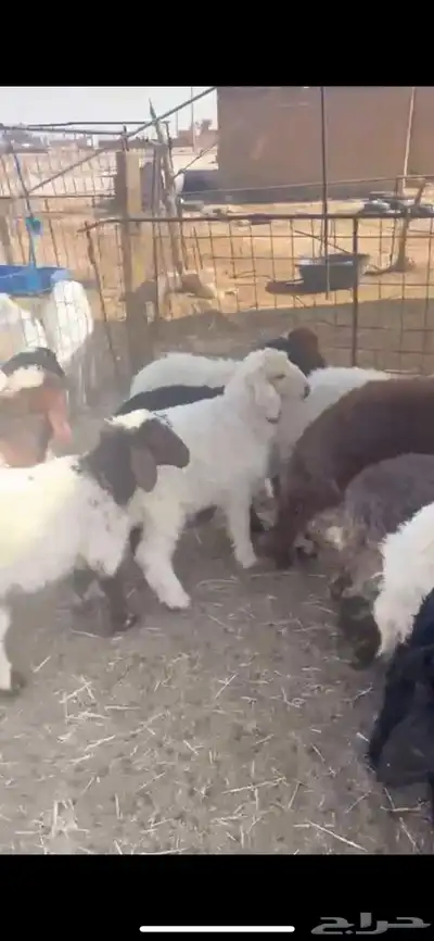 غنم نعيم متابيع العدد 30 تحتها 30 شرق الدوادمي index