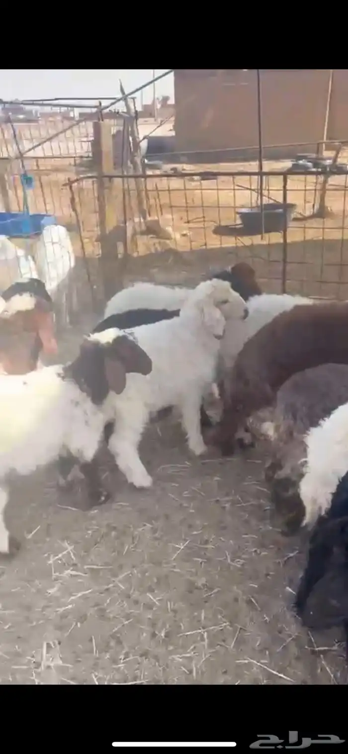 غنم نعيم متابيع العدد 30 تحتها 30 شرق الدوادمي 10