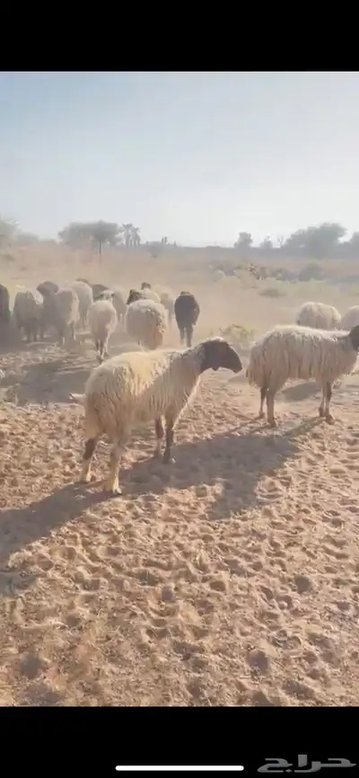 غنم نعيم متابيع العدد 30 تحتها 30 شرق الدوادمي index