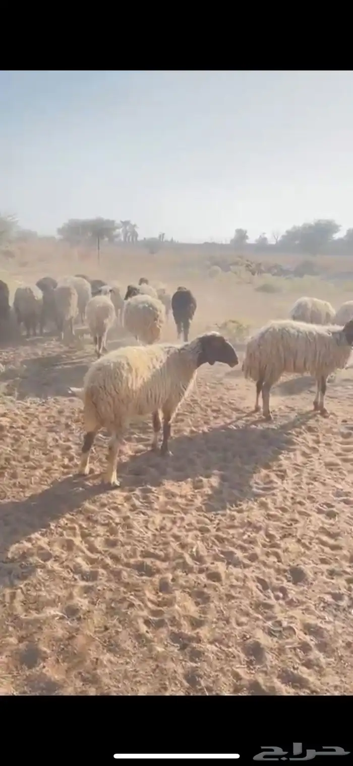 غنم نعيم متابيع العدد 30 تحتها 30 شرق الدوادمي 3