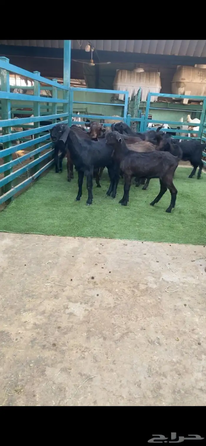 14 جفره شاميه الاعمار 4الى5 شهور 0