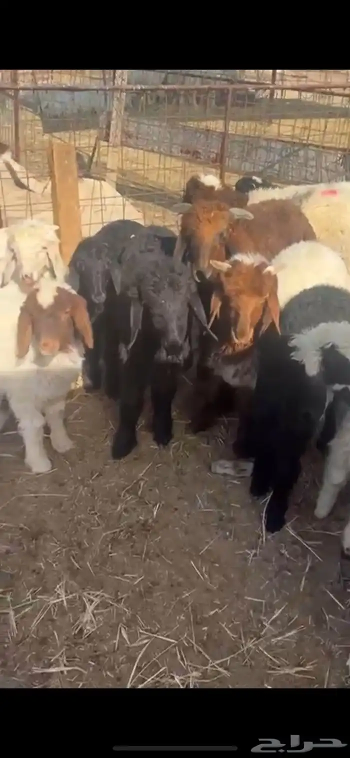 غنم نعيم متابيع العدد 30 تحتها 30 شرق الدوادمي 11