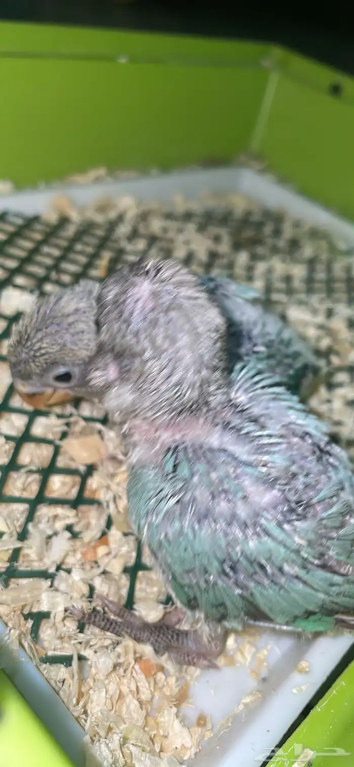 عروض على فروخ الروز 6