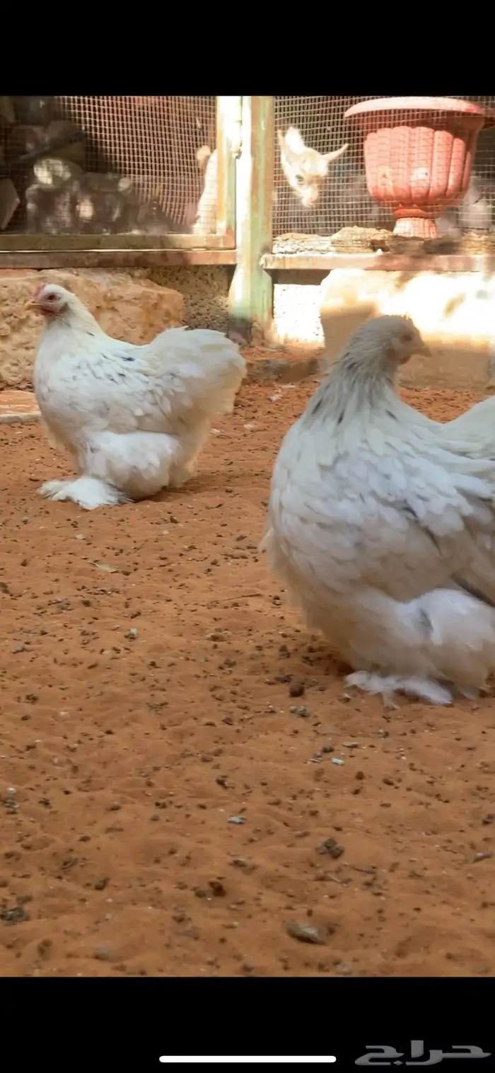 دجاج كوشن سبلاش TOP 1