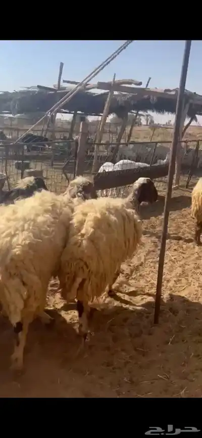 غنم نعيم متابيع العدد 30 تحتها 30 شرق الدوادمي index