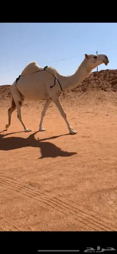 ضروبه طيبه منتج مبيوع حاشيها قبل ايام index