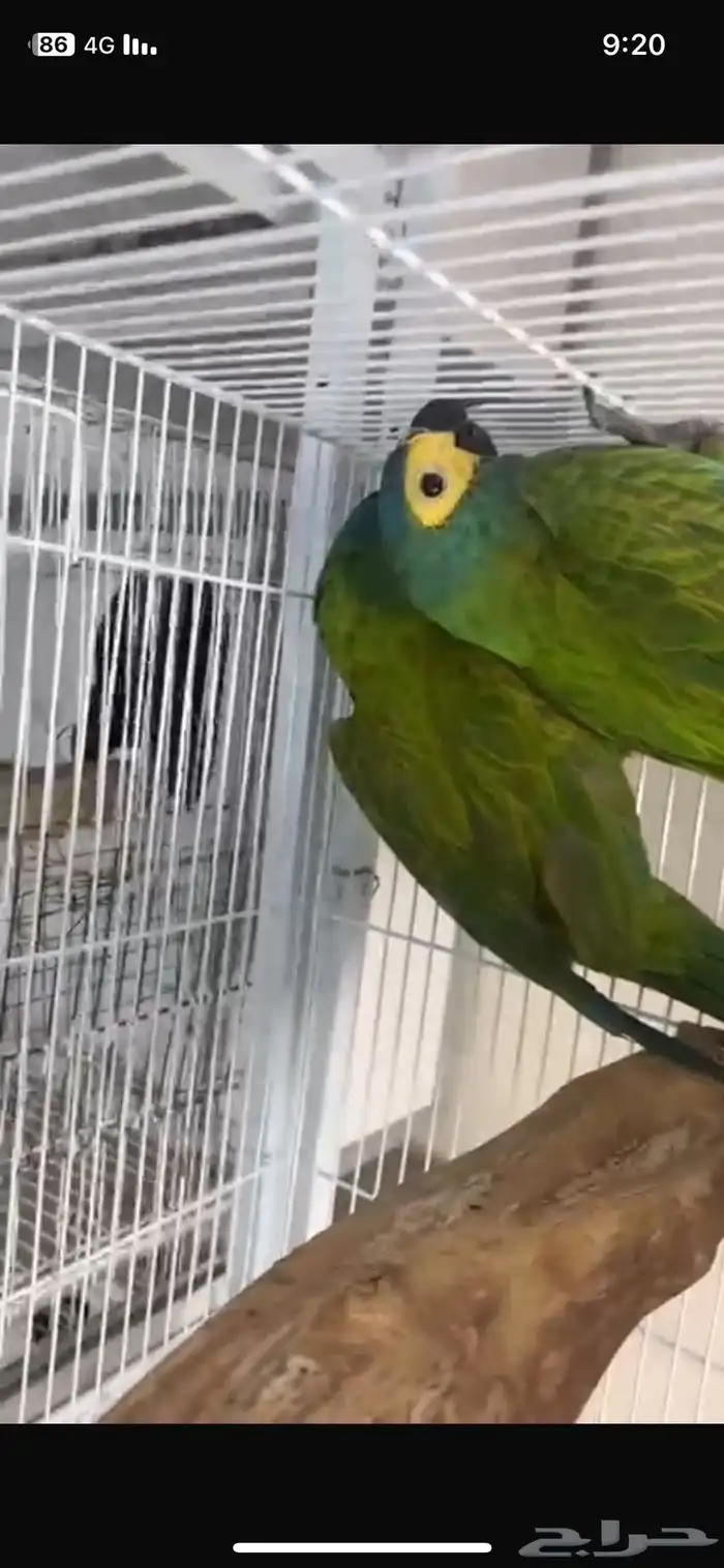 زوج منى مكاو السفير 1