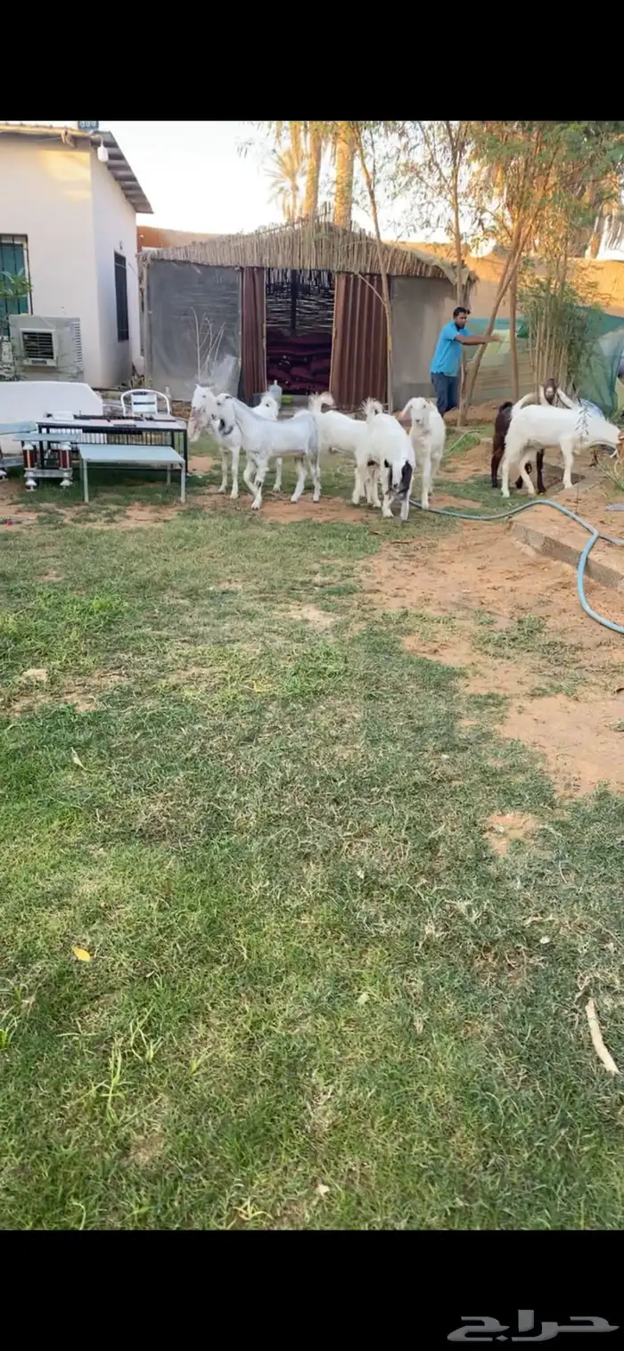 جذعات مطورات 0