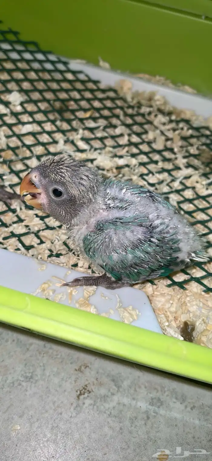 عروض على فروخ الروز 1