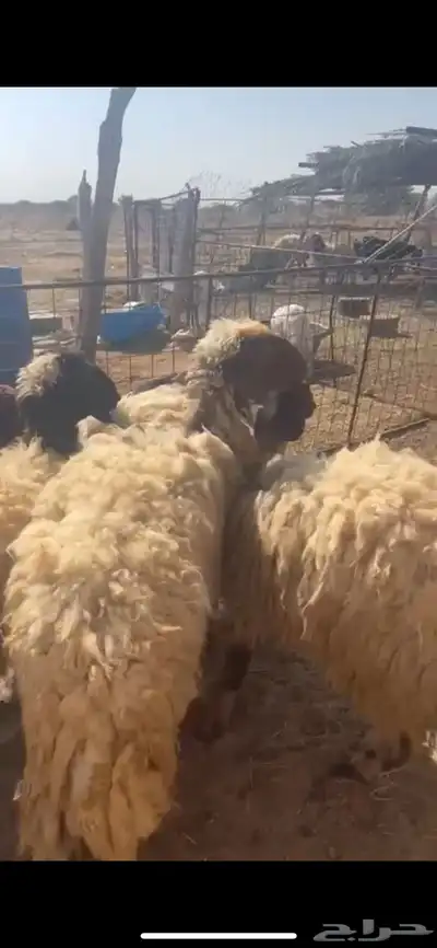 غنم نعيم متابيع العدد 30 تحتها 30 شرق الدوادمي index