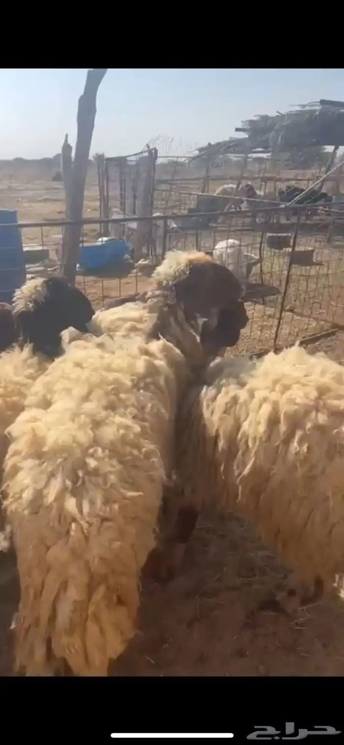 غنم نعيم متابيع العدد 30 تحتها 30 شرق الدوادمي 1