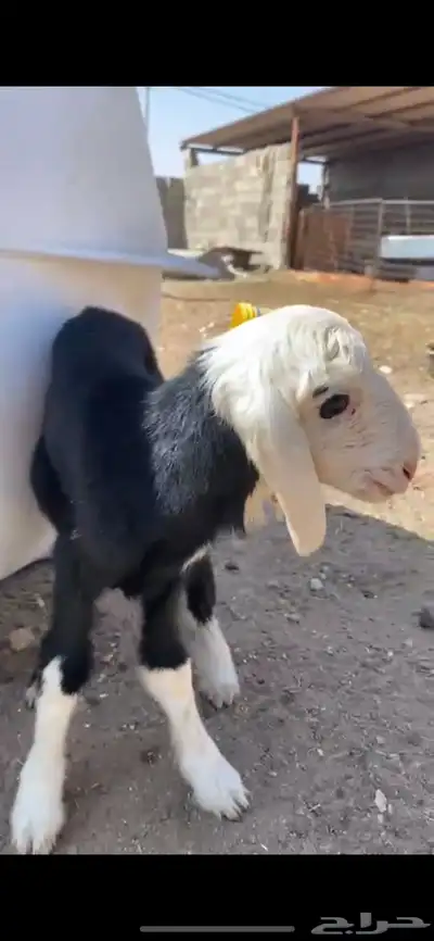 شاه نجديه خلفه index