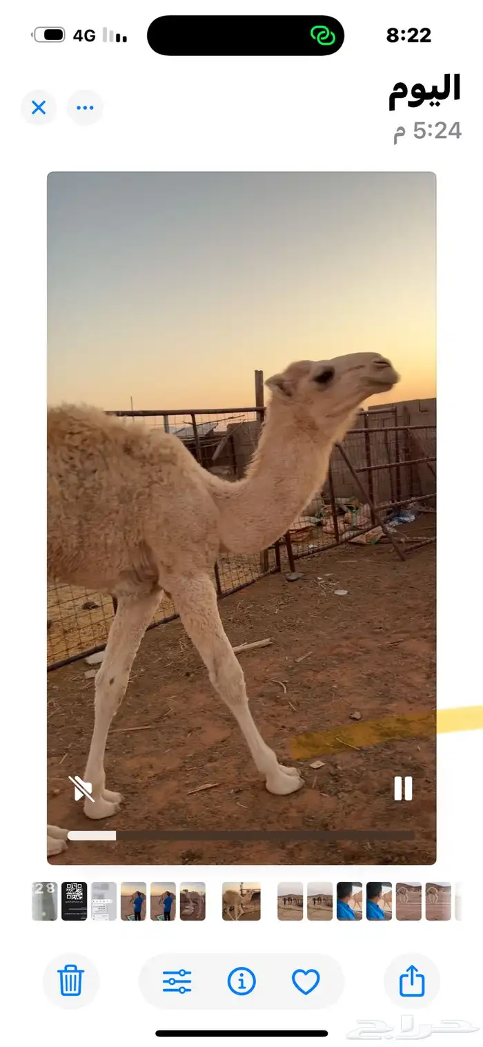 حوار العمر 6شهىر 1