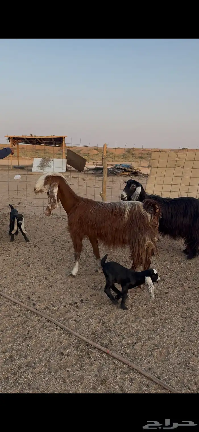 معزاء متاويم 0