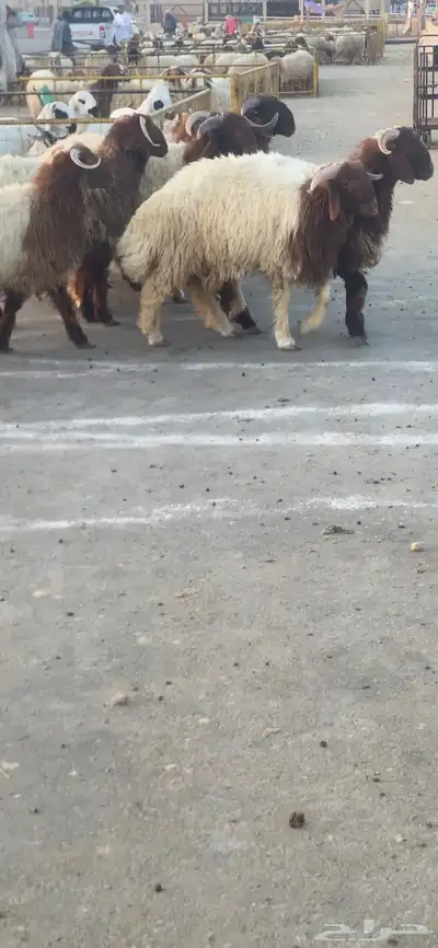 نعيم بلدي تمايم ذبايح مغلق index