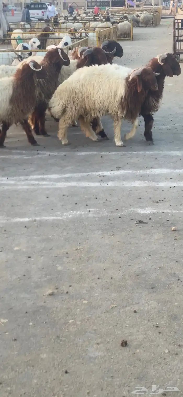 نعيم بلدي تمايم ذبايح مغلق 1