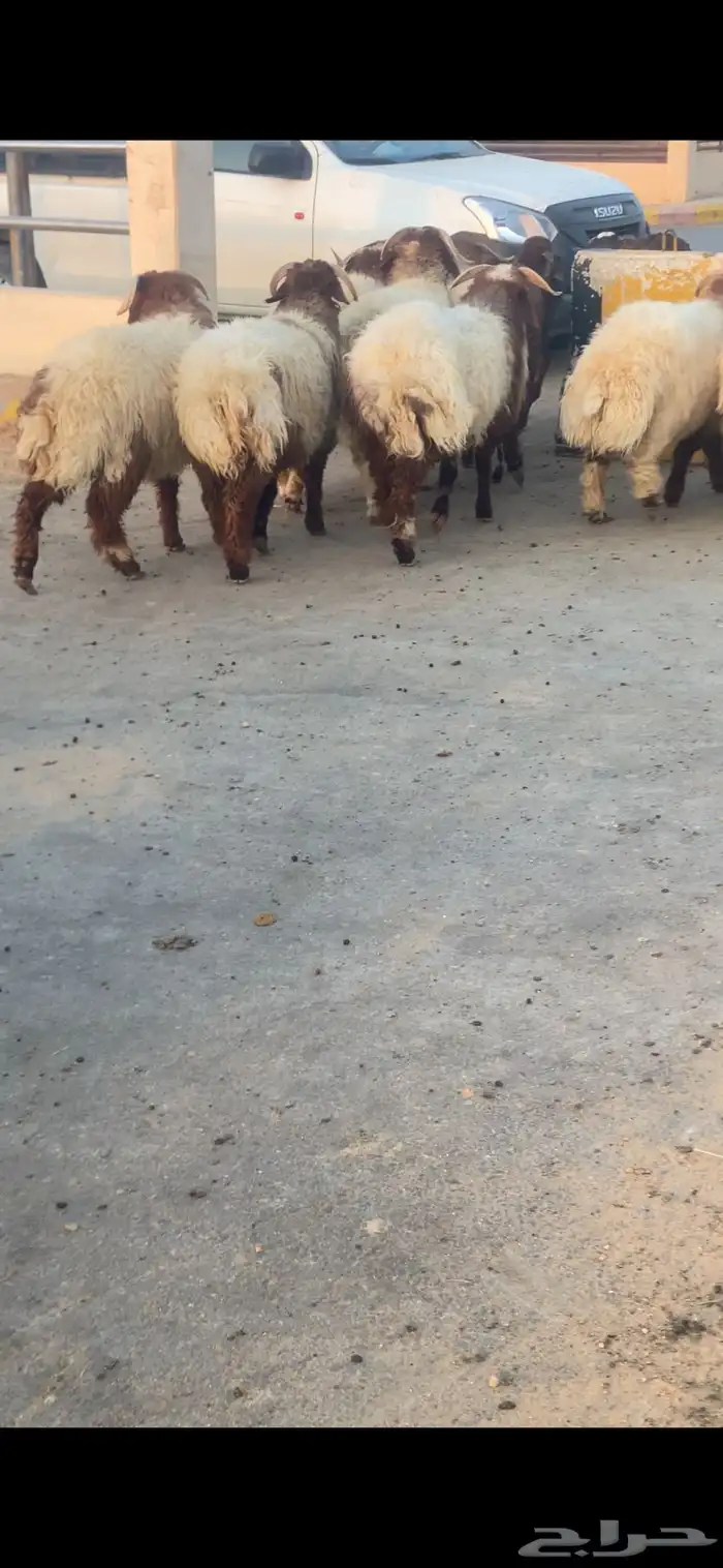 نعيم بلدي تمايم ذبايح مغلق 0