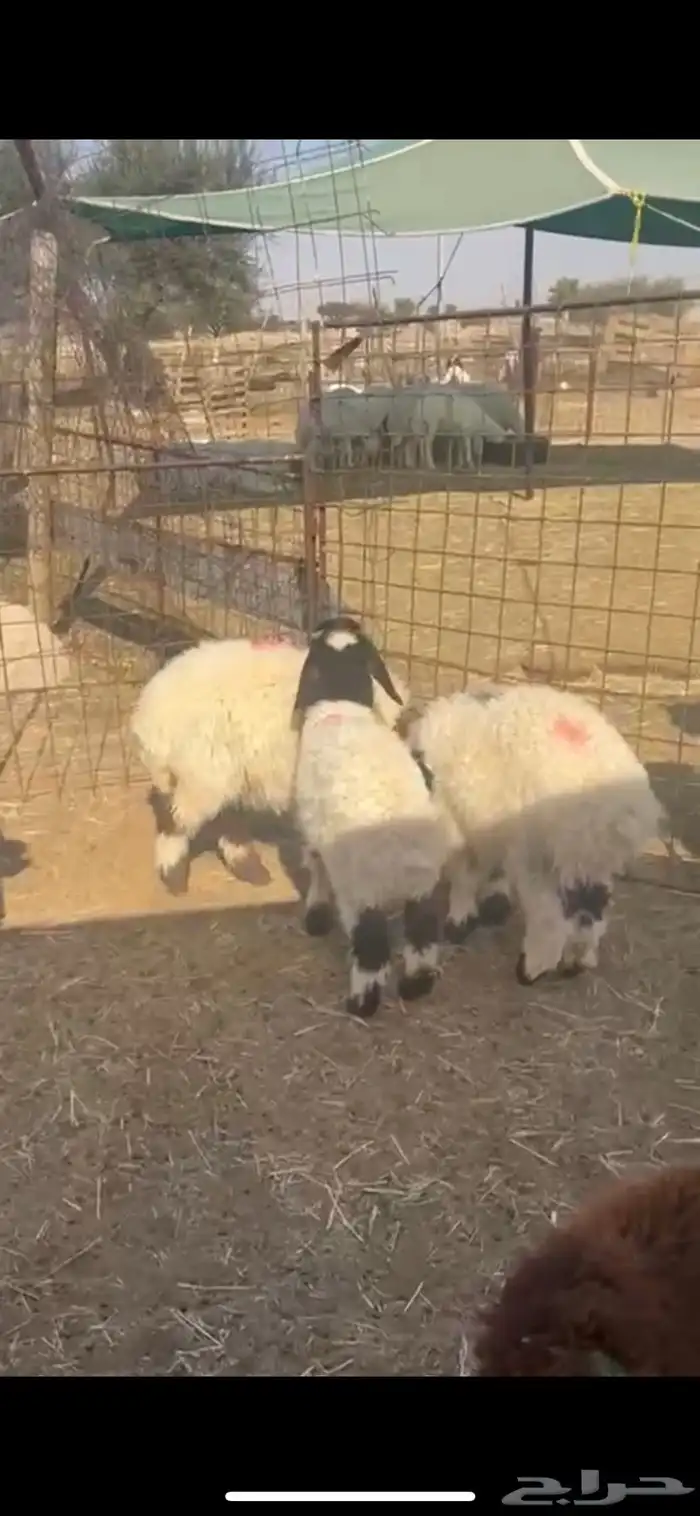 غنم نعيم متابيع العدد 30 تحتها 30 شرق الدوادمي 9