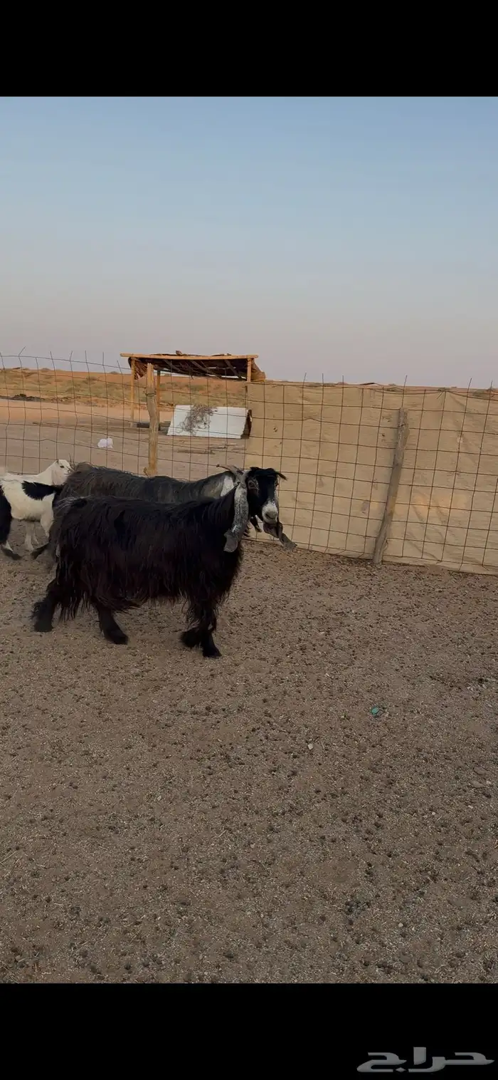 معزاء متاويم 3