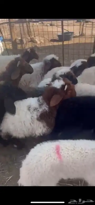 غنم نعيم متابيع العدد 30 تحتها 30 شرق الدوادمي index