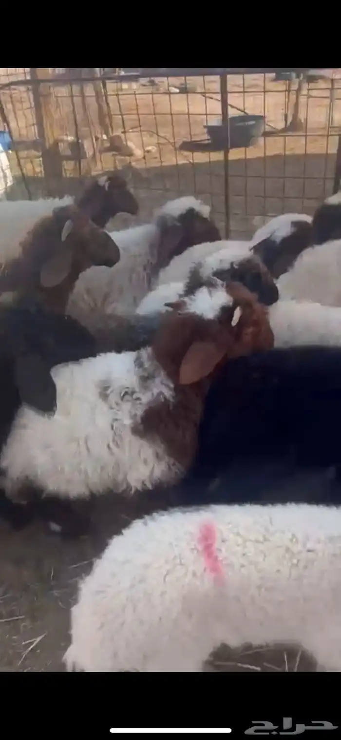غنم نعيم متابيع العدد 30 تحتها 30 شرق الدوادمي 8
