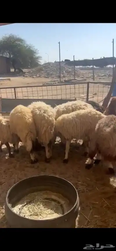 غنم نعيم متابيع العدد 30 تحتها 30 شرق الدوادمي index