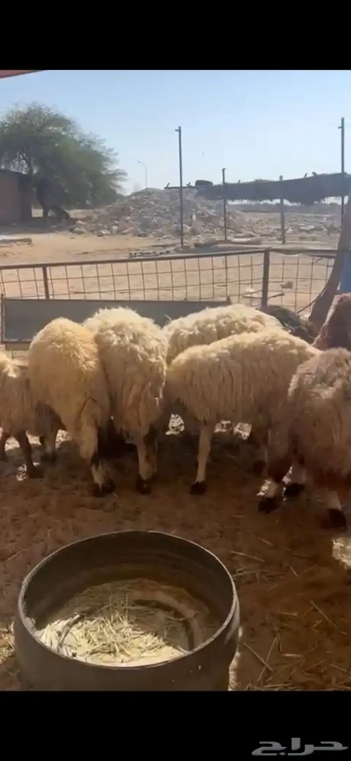 غنم نعيم متابيع العدد 30 تحتها 30 شرق الدوادمي 5