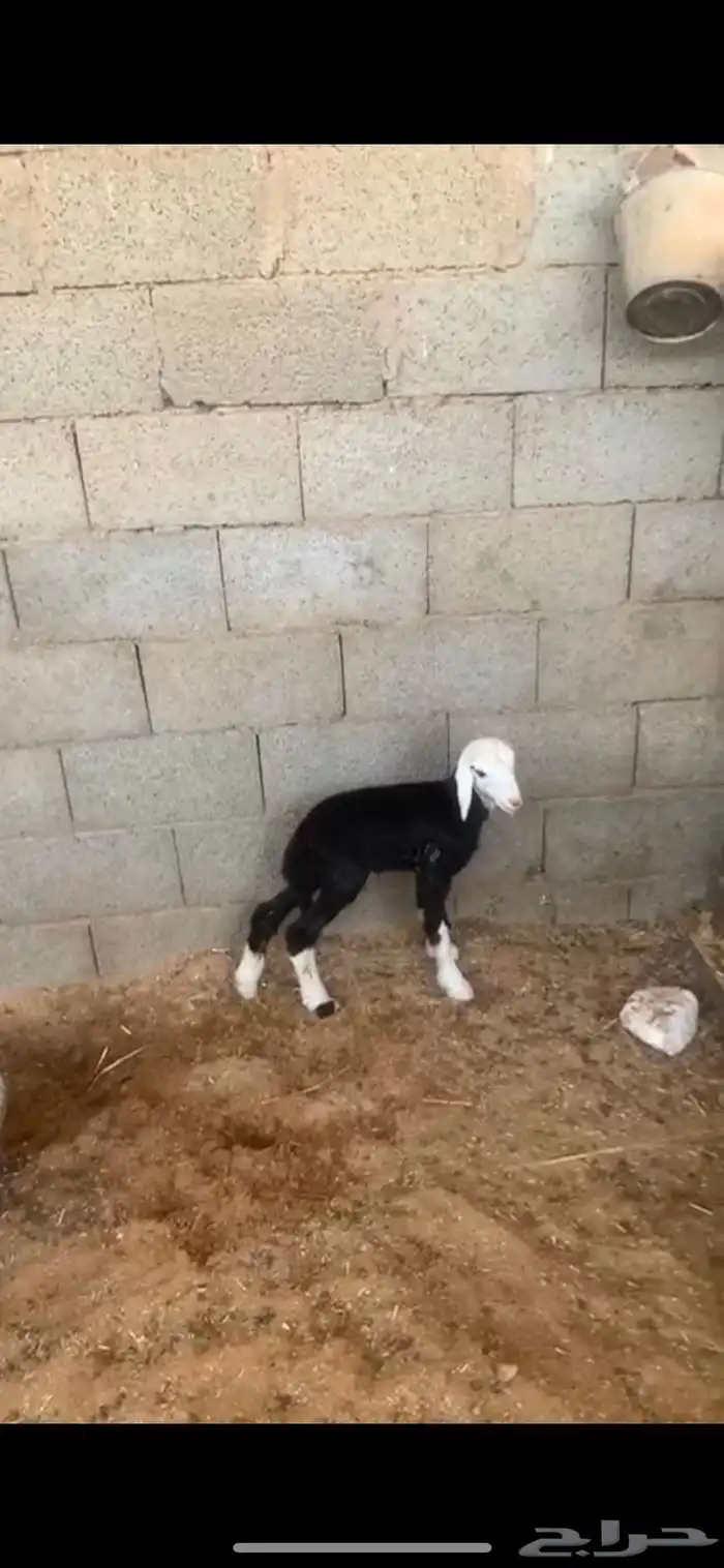 شاه نجديه خلفه 1