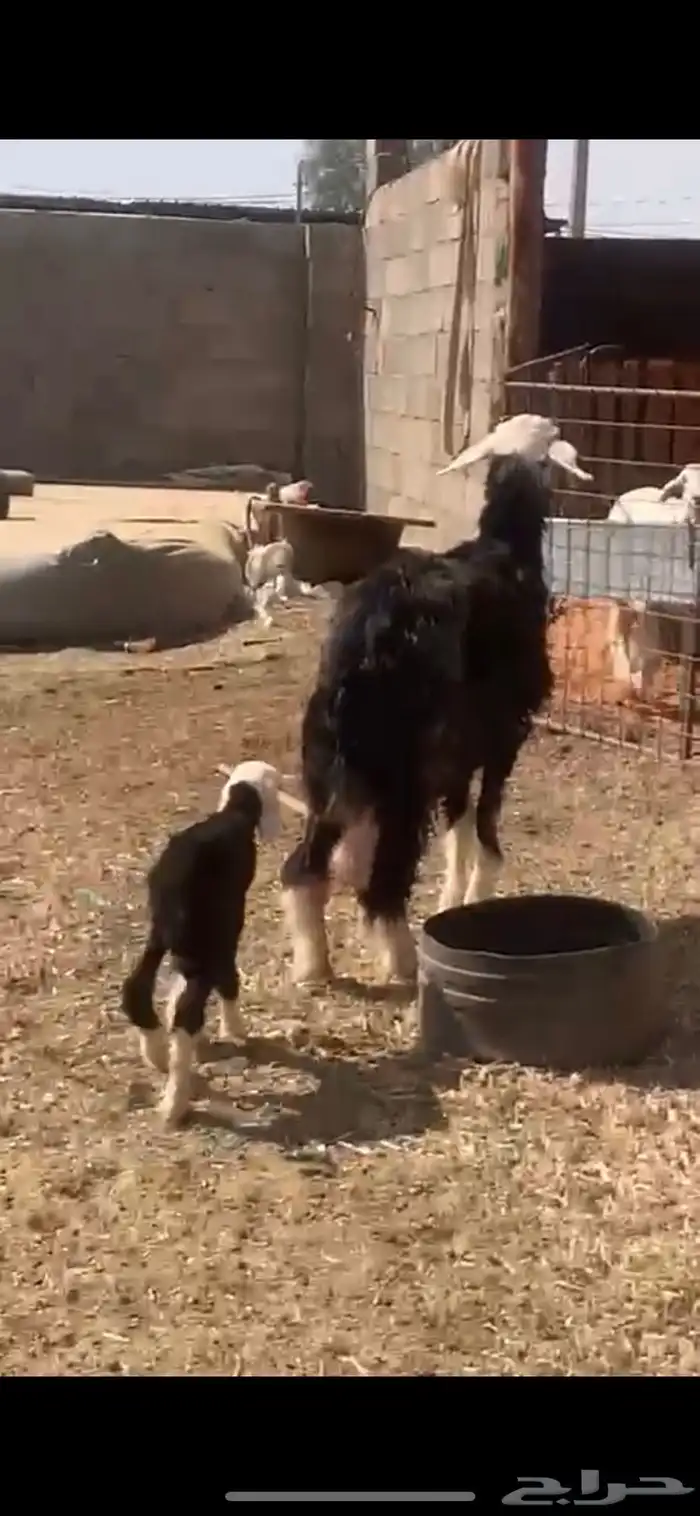 شاه نجديه خلفه 6